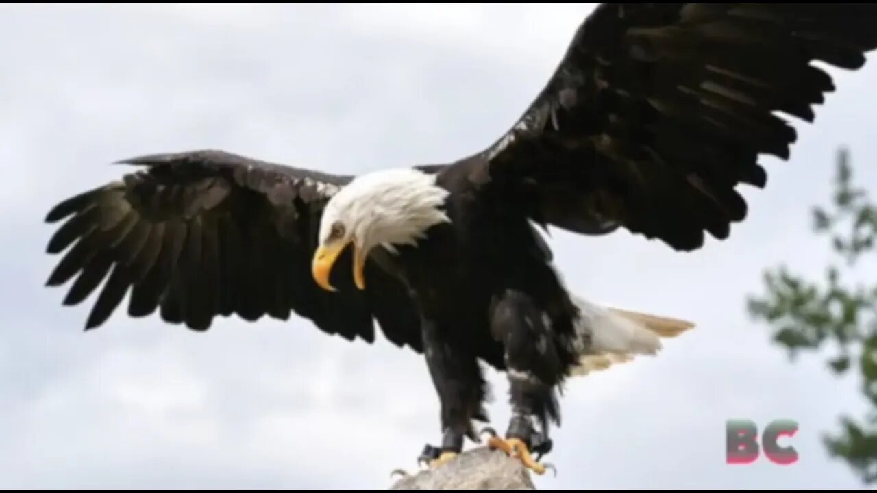 Two Suspected Illegal Immigrants Killed a Bald Eagle for Dinner, Antifa vs Cops, & More!