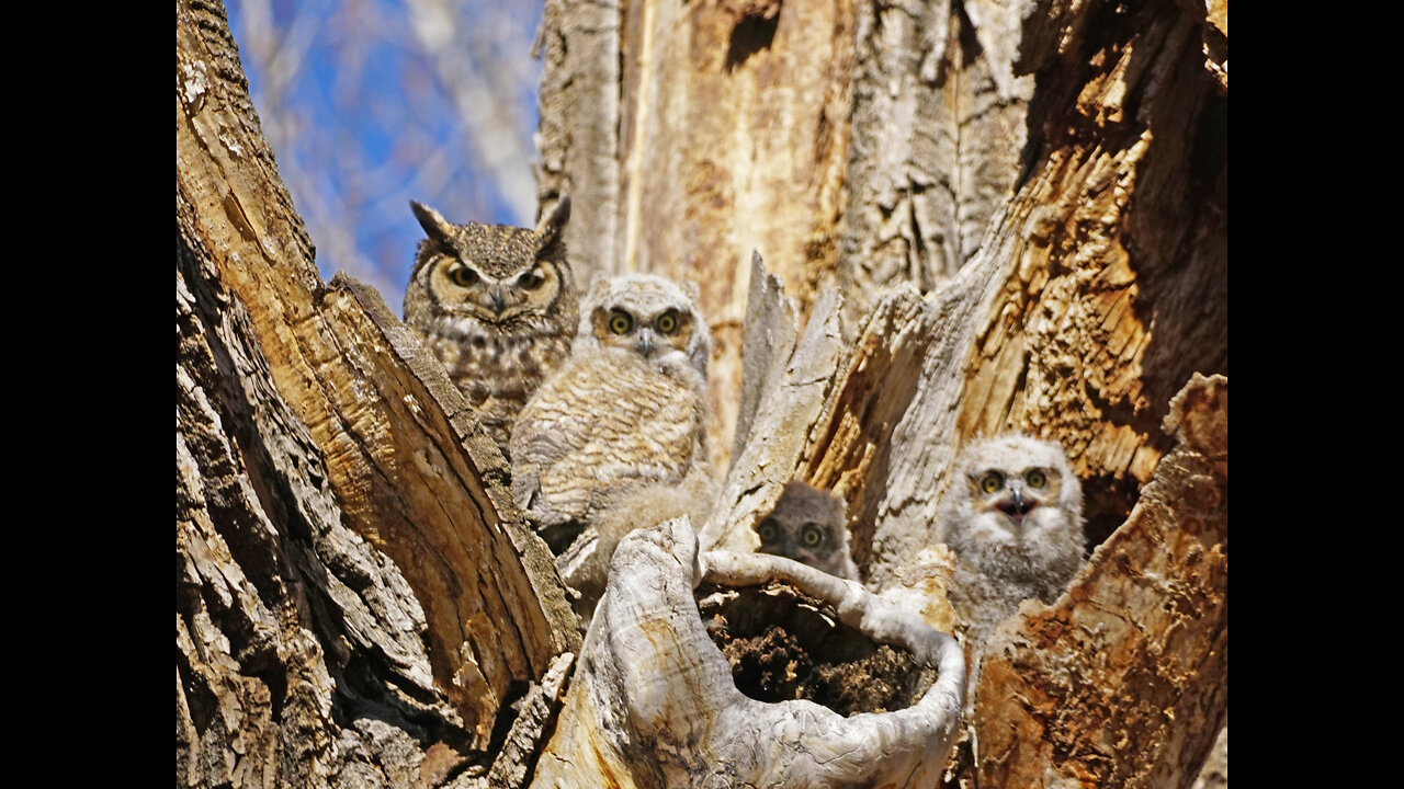 Great Horned Owl's Nest - April 2022