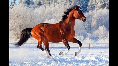 Slow Mo Horse Gallops