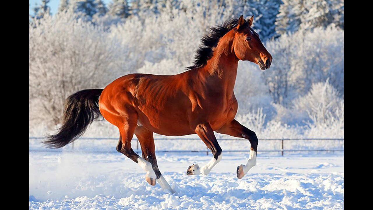 Slow Mo Horse Gallops