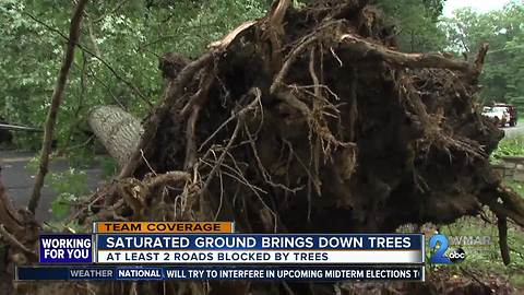 Massive tree closes road topples power line in Bel Air