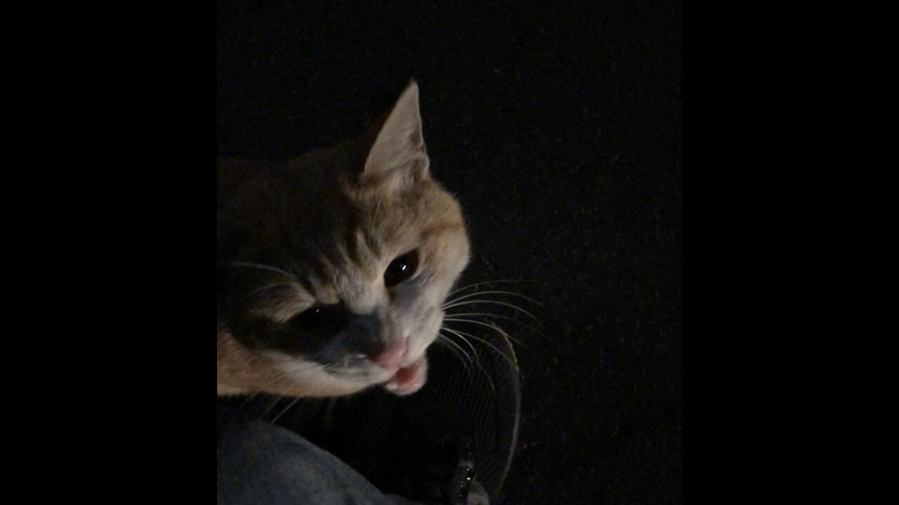 A stray cat who told me to take him home.
