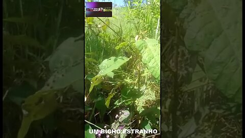 NATUREZA E SEUS INFILTRADOS