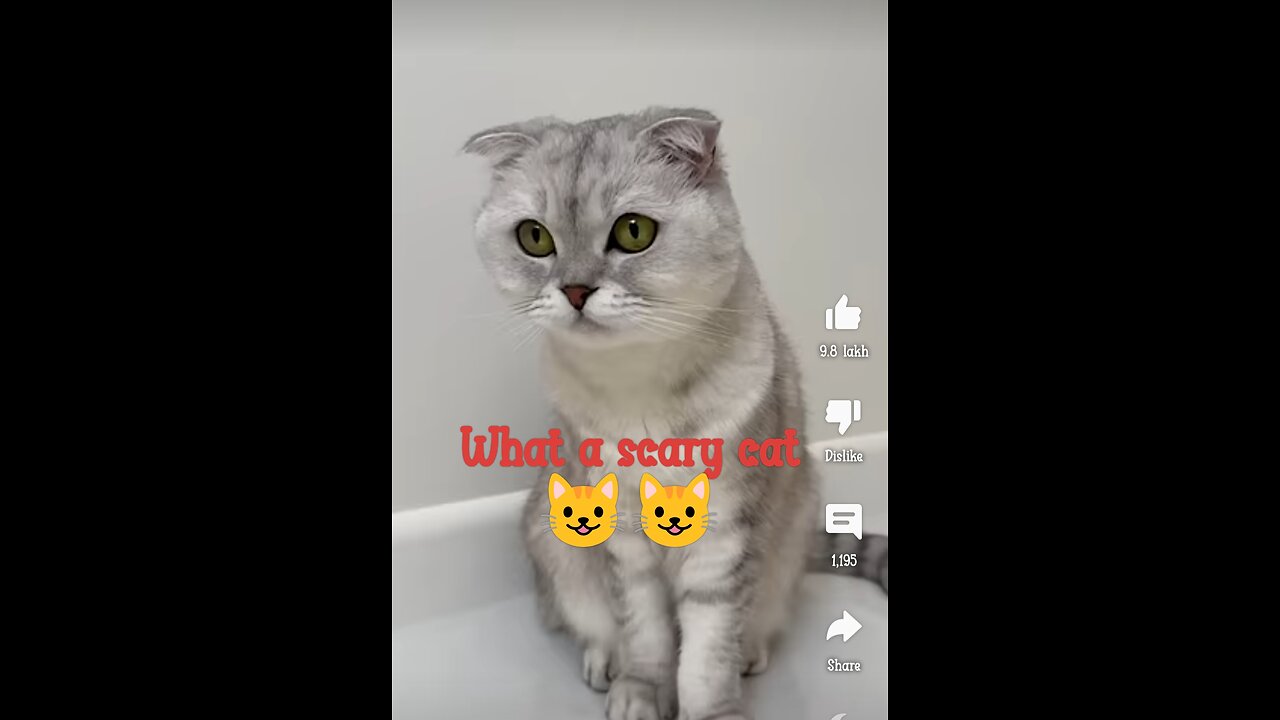 Cat reaction