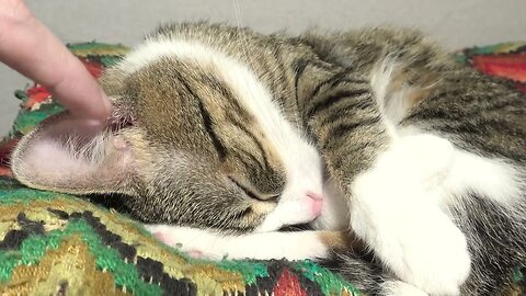 Sleeping cat Gets Ear Tickles