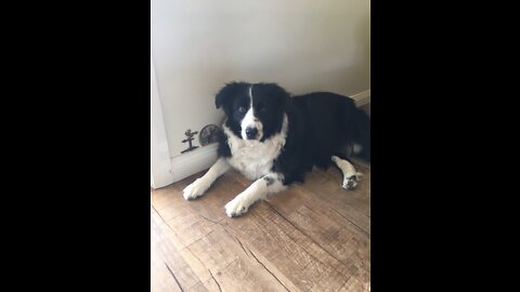 My lazy Border Collie playing ball.