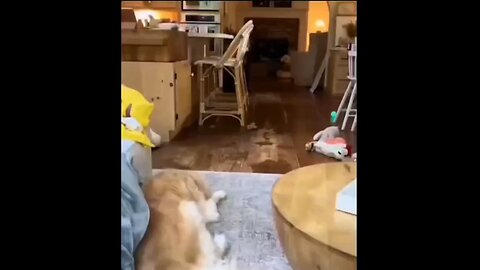 #19. Funny Dog 2