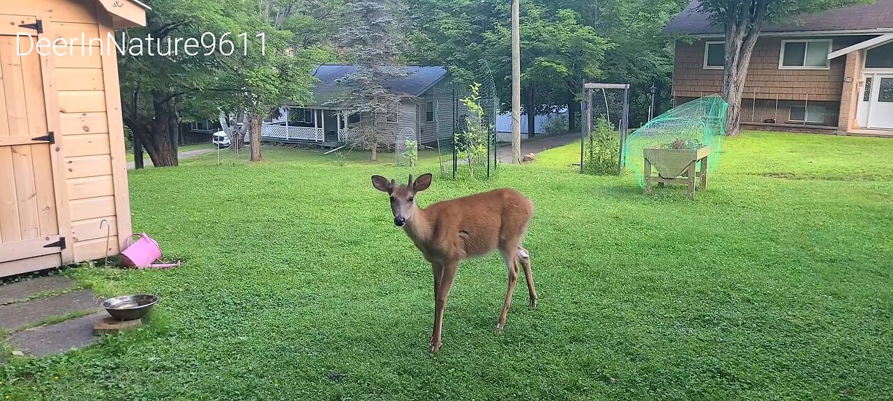 Young buck out early on the property