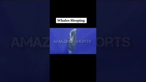 Amazing Shorts, Whales Sleeping #shorts #short #shortvideo