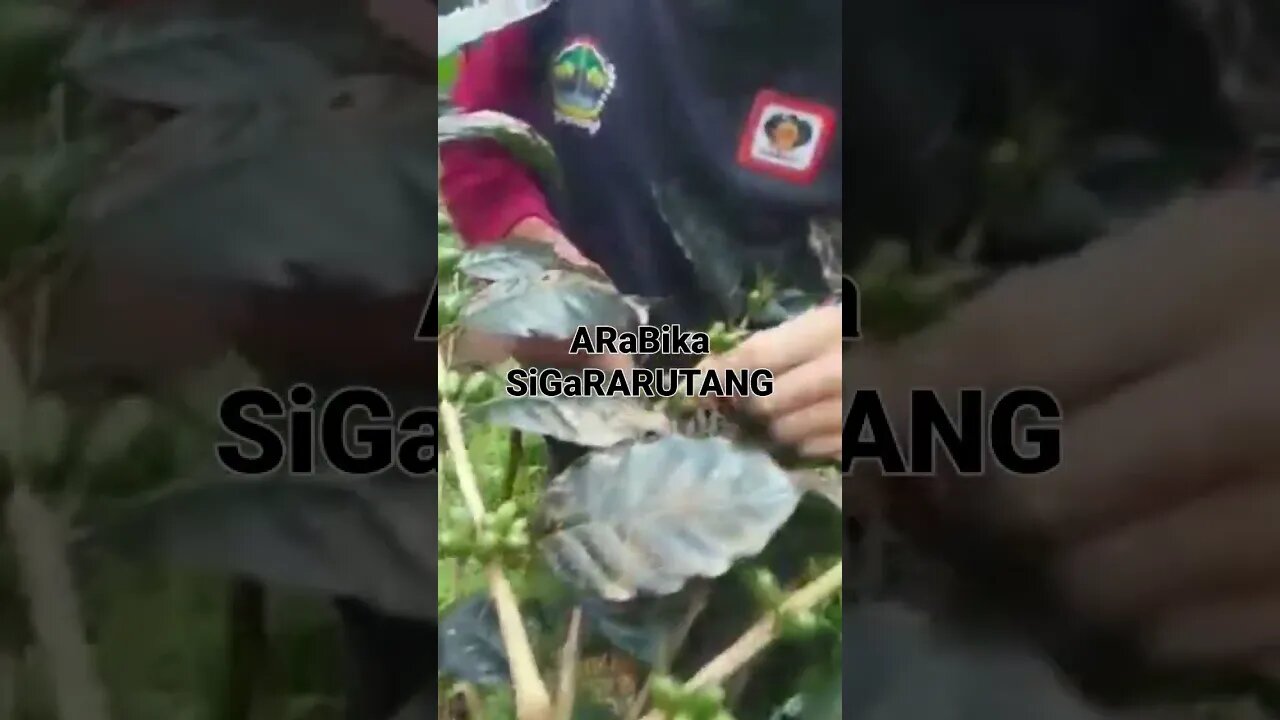arabica sigararutang bumdesa SGN #kopi #coffee #bumdesa #sinergigunaniaga #jurangmangu jurangmangu