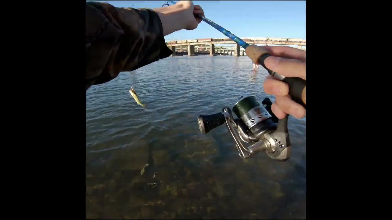 Tiny Bass on the Tennessee River
