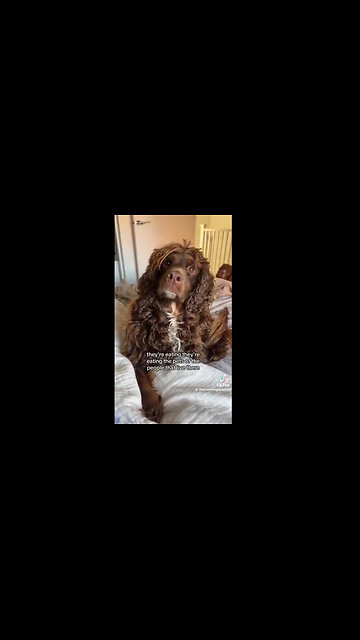 Pets Know and Understand Whats Going On