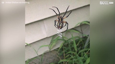 Cette araignée tisse une magnifique toile