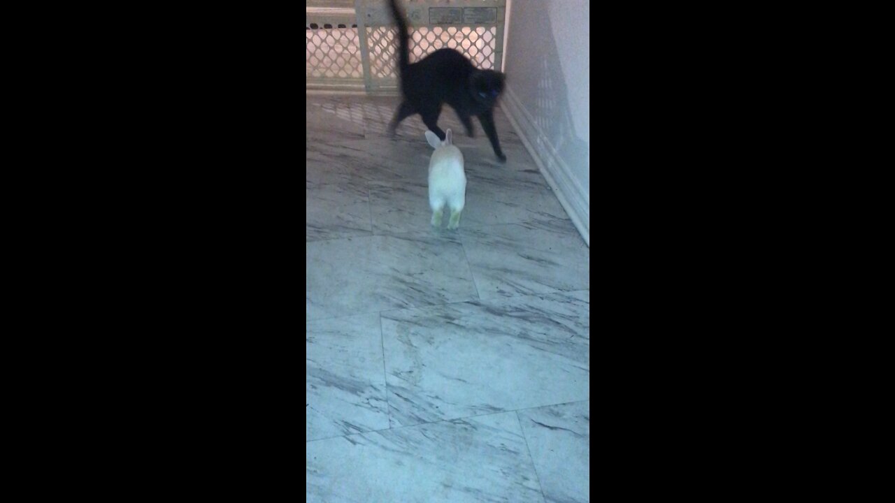 Bunny chases cat