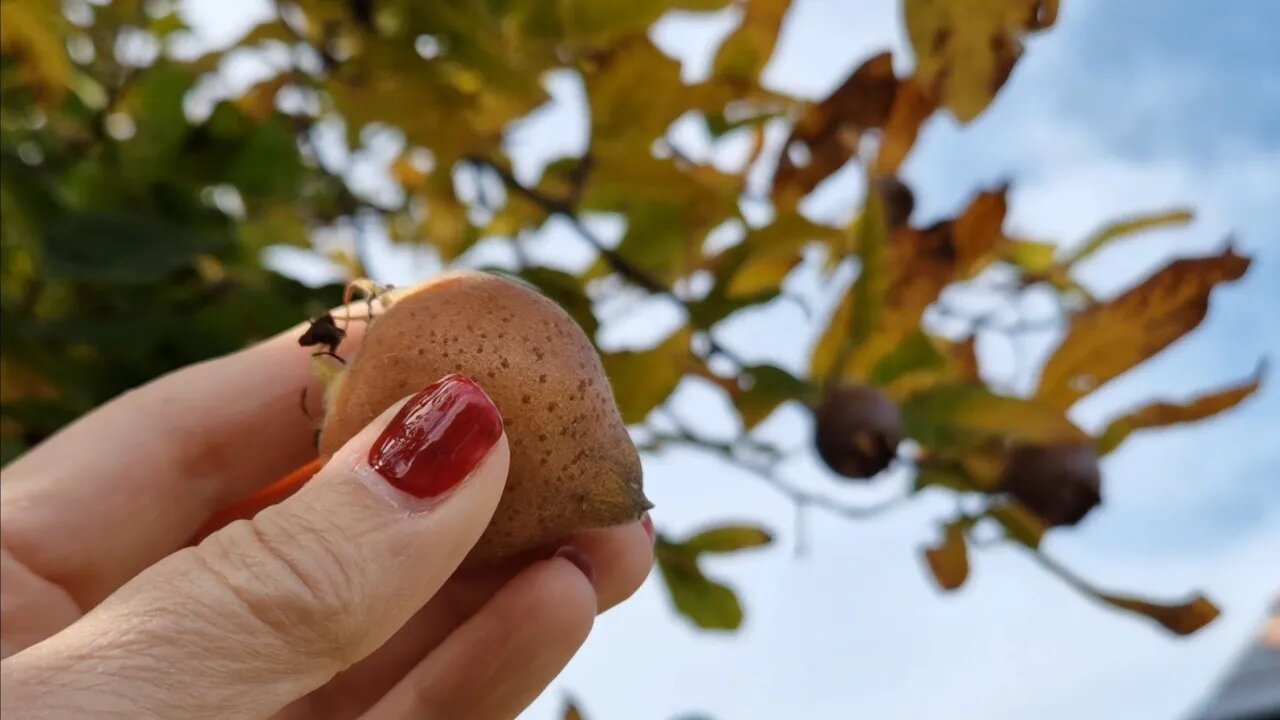 How to blet Medlar fruit.