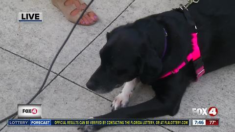 Pet of the week: Bella