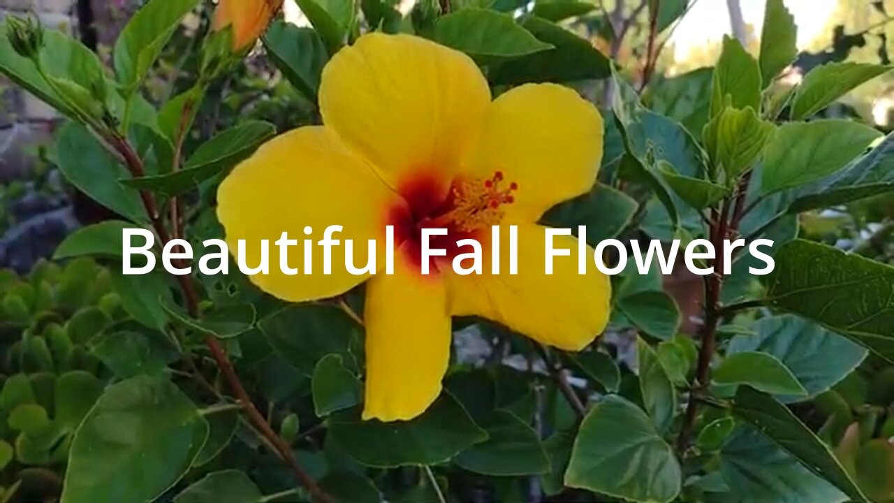 Beautiful Blooming Fall Flowers