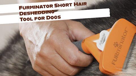 FURminator Deshedding Tool For Dogs