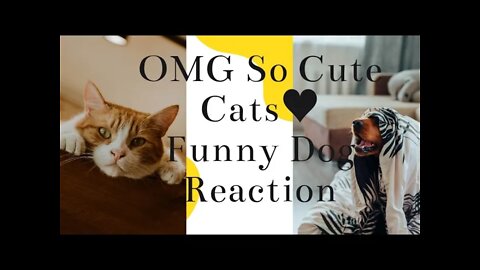 #Funny Cats#Cute Cats #Cat Video|OMG So Cute Cats♥|Best Funny Cat Reaction|Funny Dog Reaction|animal