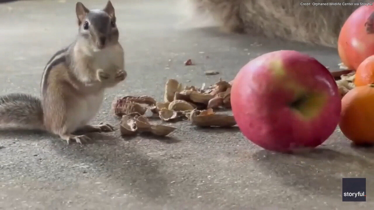 Daredevil Chipmunk Steals Bear's Food