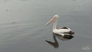 Bemm River #4 Pelicans and Town 18 December 2021 by drone