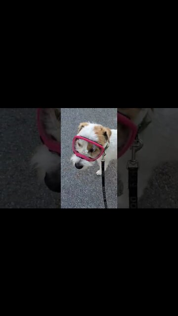 Ares is ready for the beach