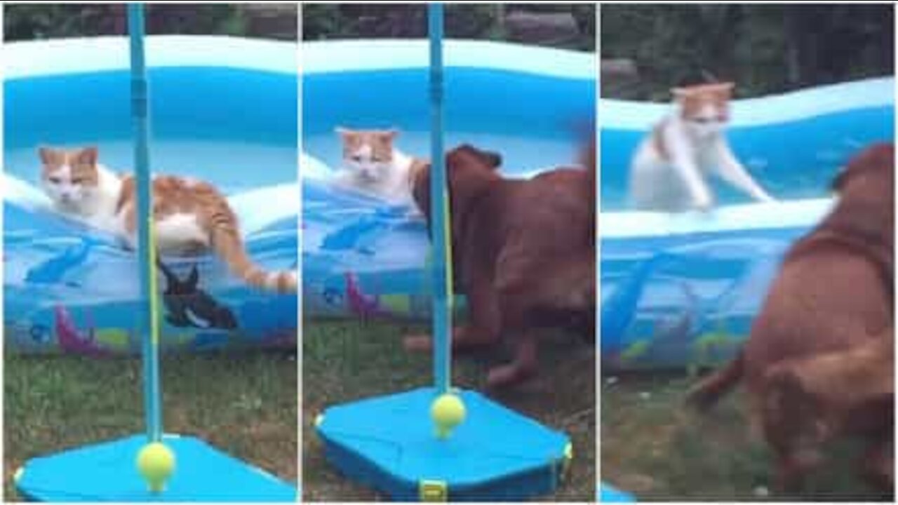 Cane fa cadere il gatto in piscina