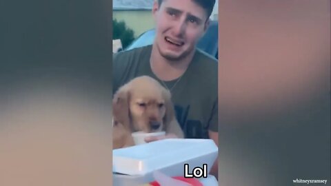 Laugh hard NOW with Funniest Moments Dog and their Human!