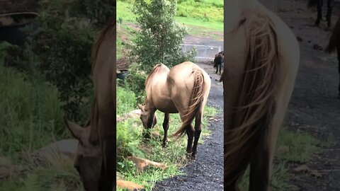 Arthur the rescue horse not putting on weight. Discussion of older horses feed needs