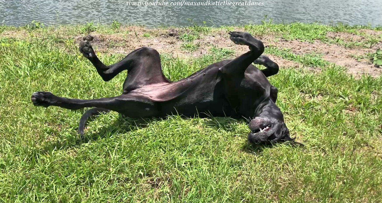 Happy Black Great Dane Loves Rolling Rolling Rolling Over And Over And Over