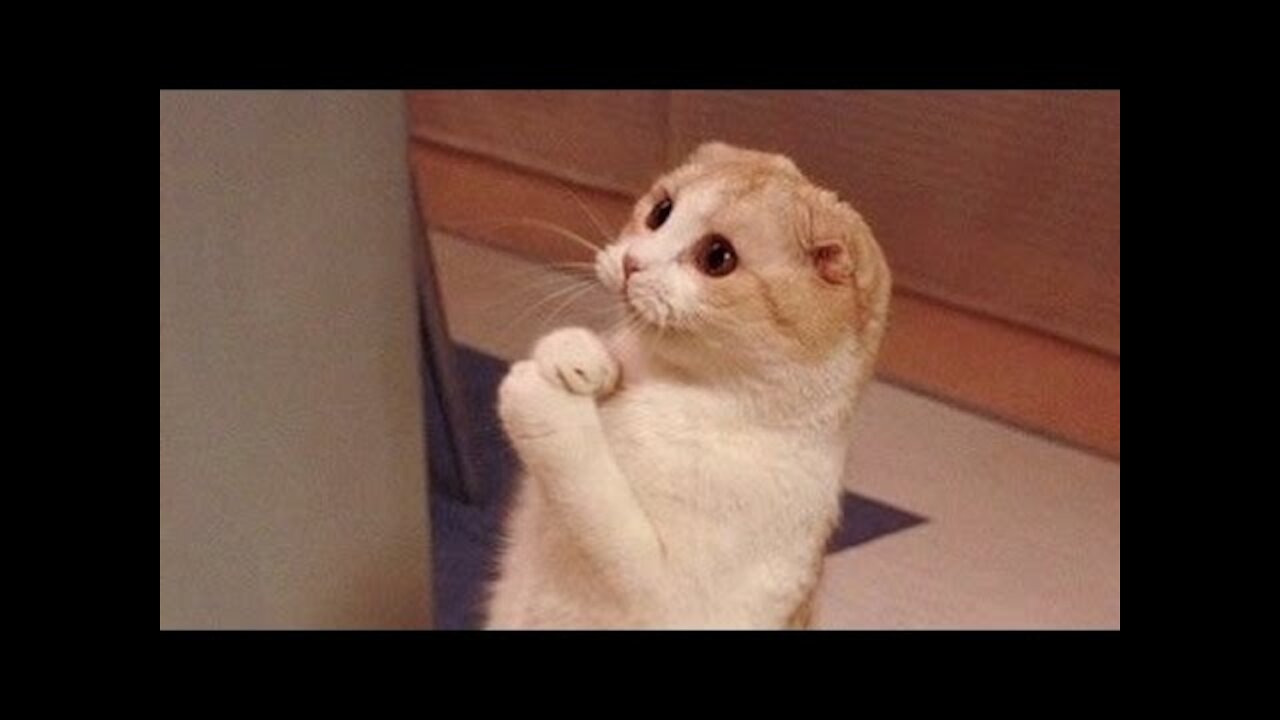 CATS will make you LAUGH YOUR ASS OUT - Funny CAT compilation(Really Funny)