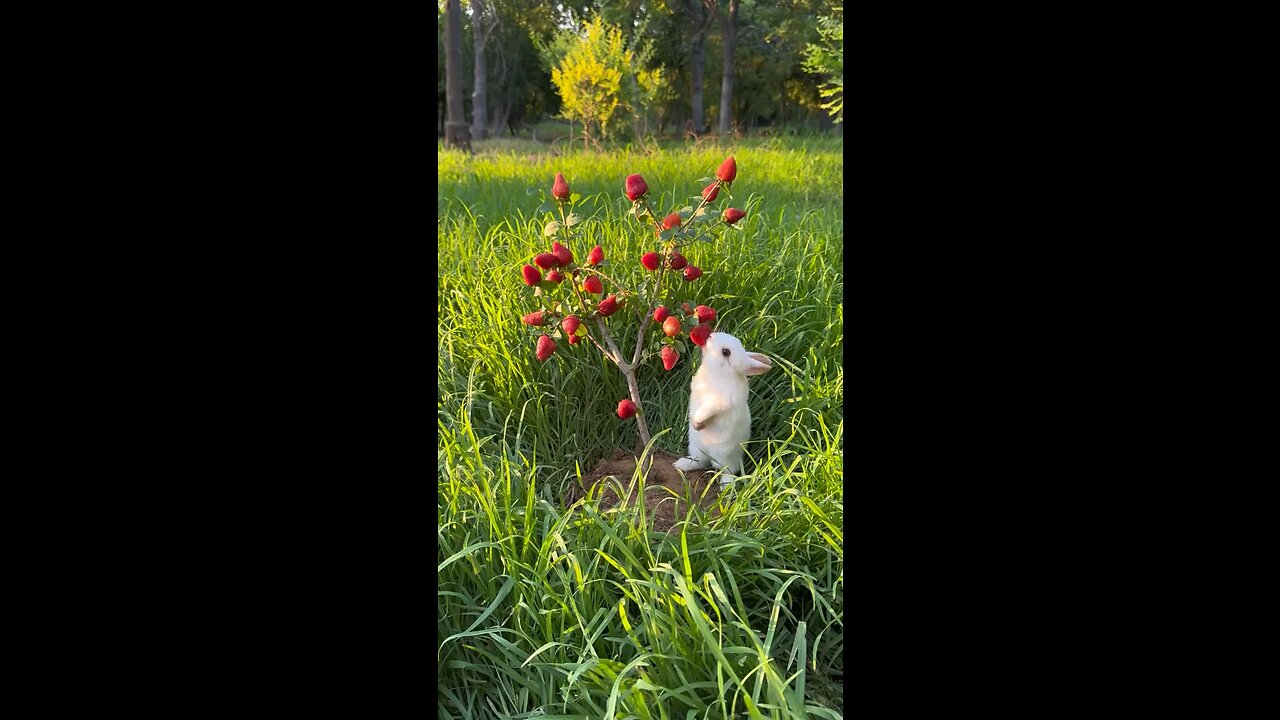 Cute Rabbit 😍😍