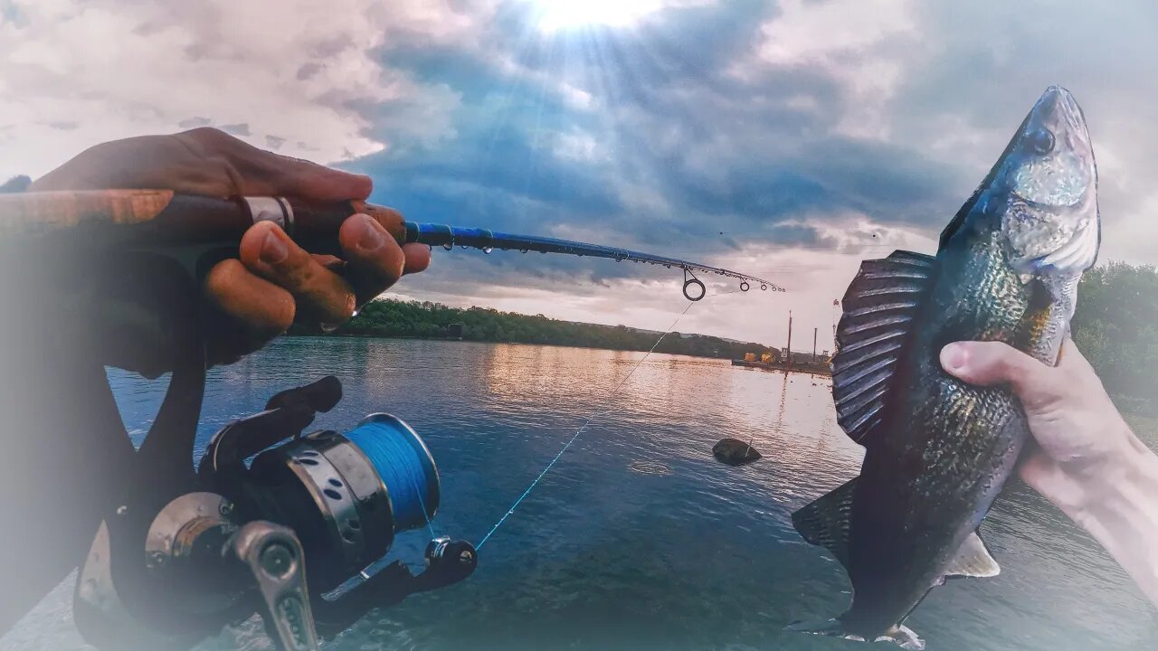 Big Walleye, White Bass, And Drum on the Tennessee River