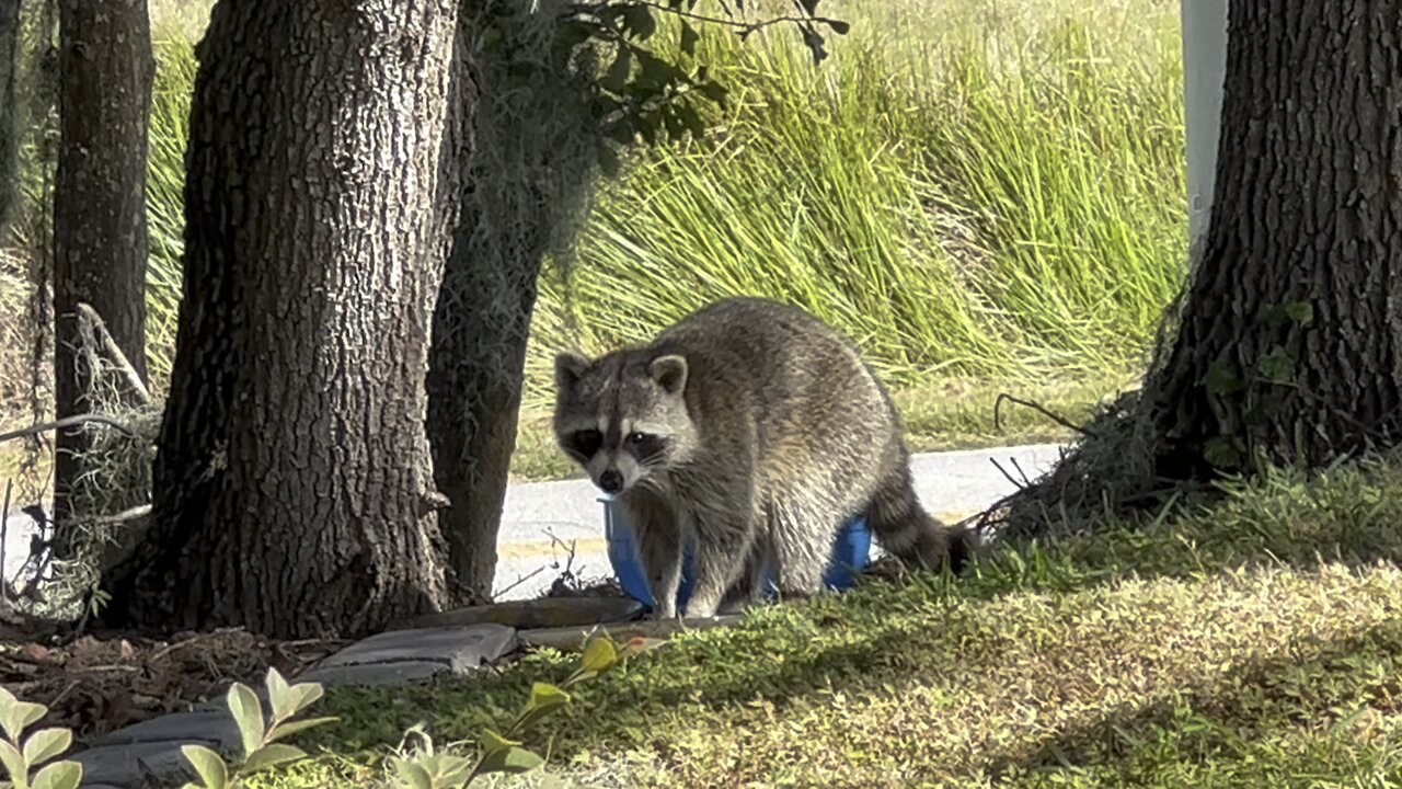 Raccoon encounter