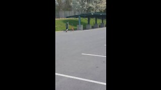 Dog Trains for the Olympics