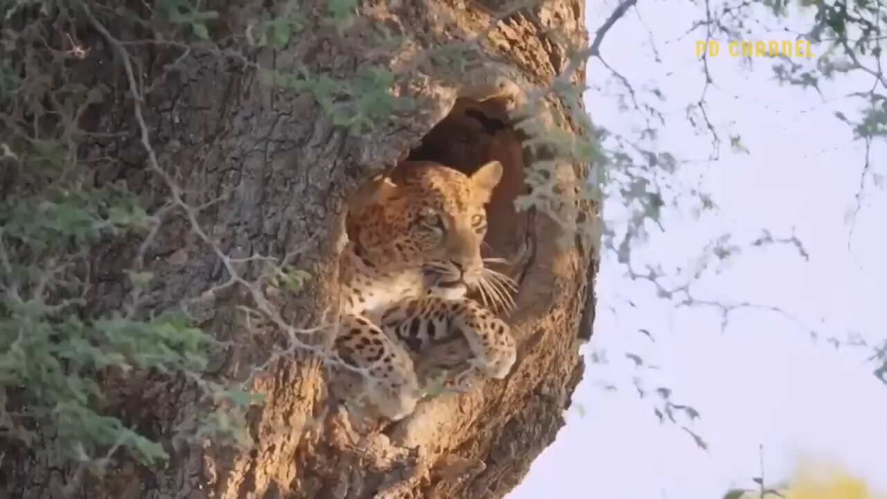 Eagle Attacks Leopard Stopping The Brutal Hunt to Bird baby Animals videos