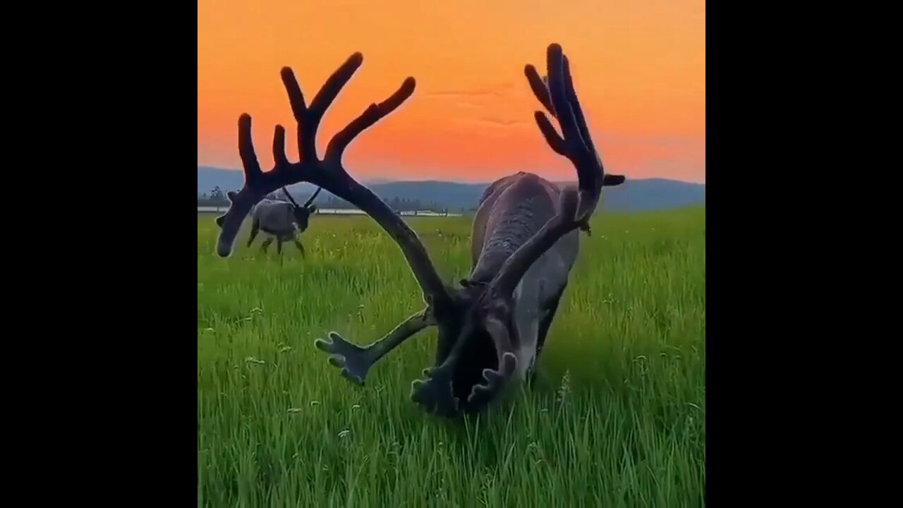 The deer's antlers