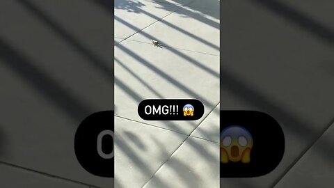#cat #catvideos #kitten #cutecat #shortsviral #catlover #pet #puppy #viralshort #shorts #short #cats