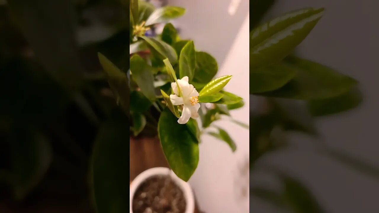calamondin oranges in newfoundland