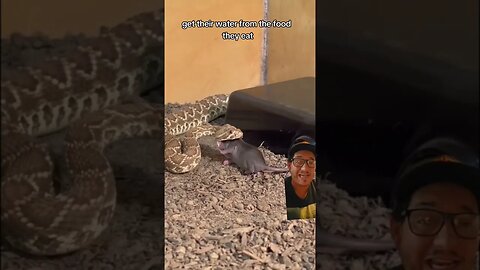 Snakes are as thirsty as you