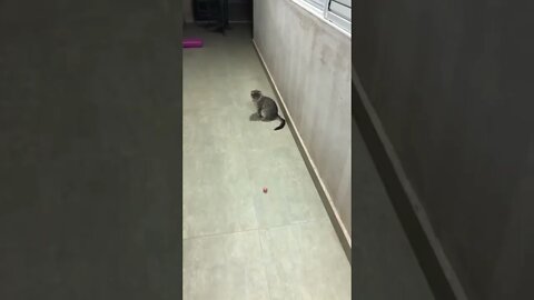 Gato e caçador... #shorts