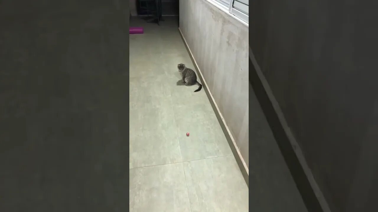 Gato e caçador... #shorts