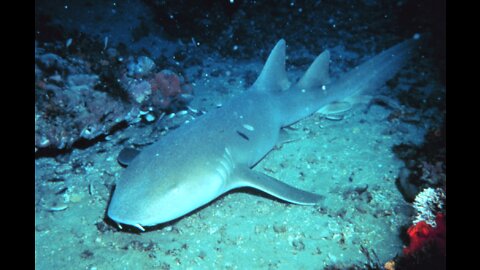 Never Seen In The Wild...Nurse Shark!