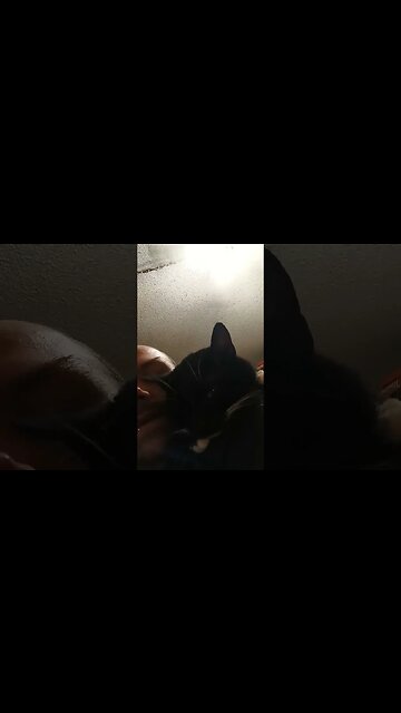 Talking to my cat #shortsfeed #shortsvideo #youtubeshorts #cat #catvideos #kittycat