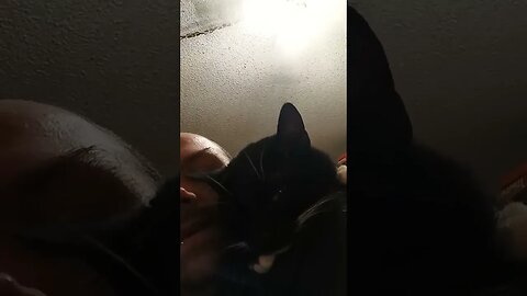 Talking to my cat #shortsfeed #shortsvideo #youtubeshorts #cat #catvideos #kittycat