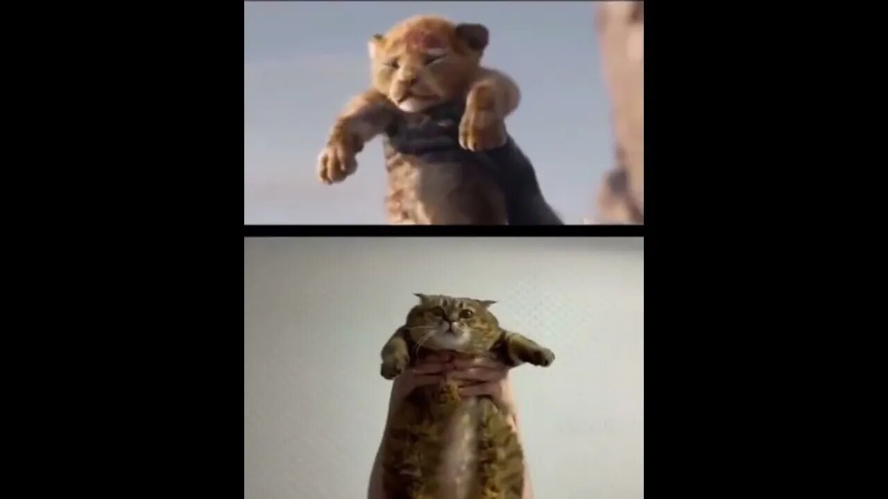 The Lion King Parody