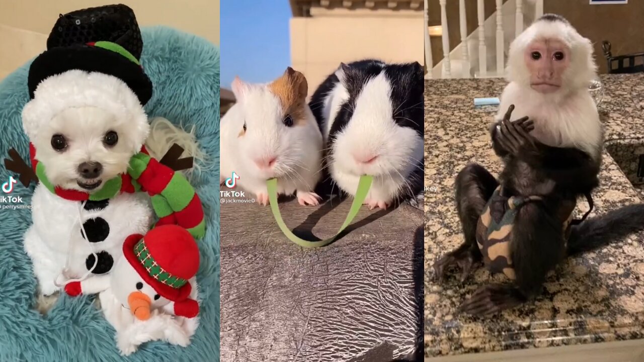 TikTok Pets #16 | Mix of Friends | The Best for Our Hearts | Great Laughs