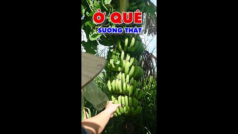 Ở QUÊ SƯỚNG THẬT #Shorts