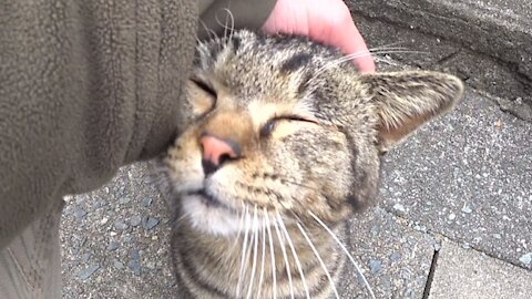 Friendly straycat