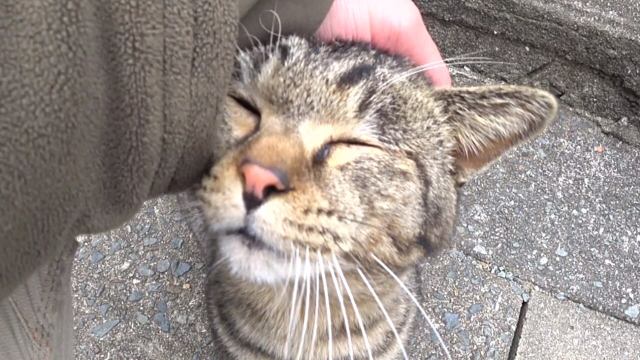 Friendly straycat